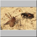 Anoplius viaticus - wegwespe-12.jpg